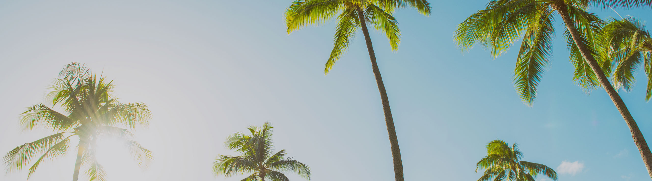Palm trees